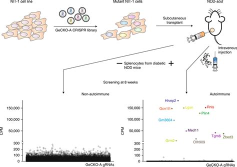 rnls|Genome.